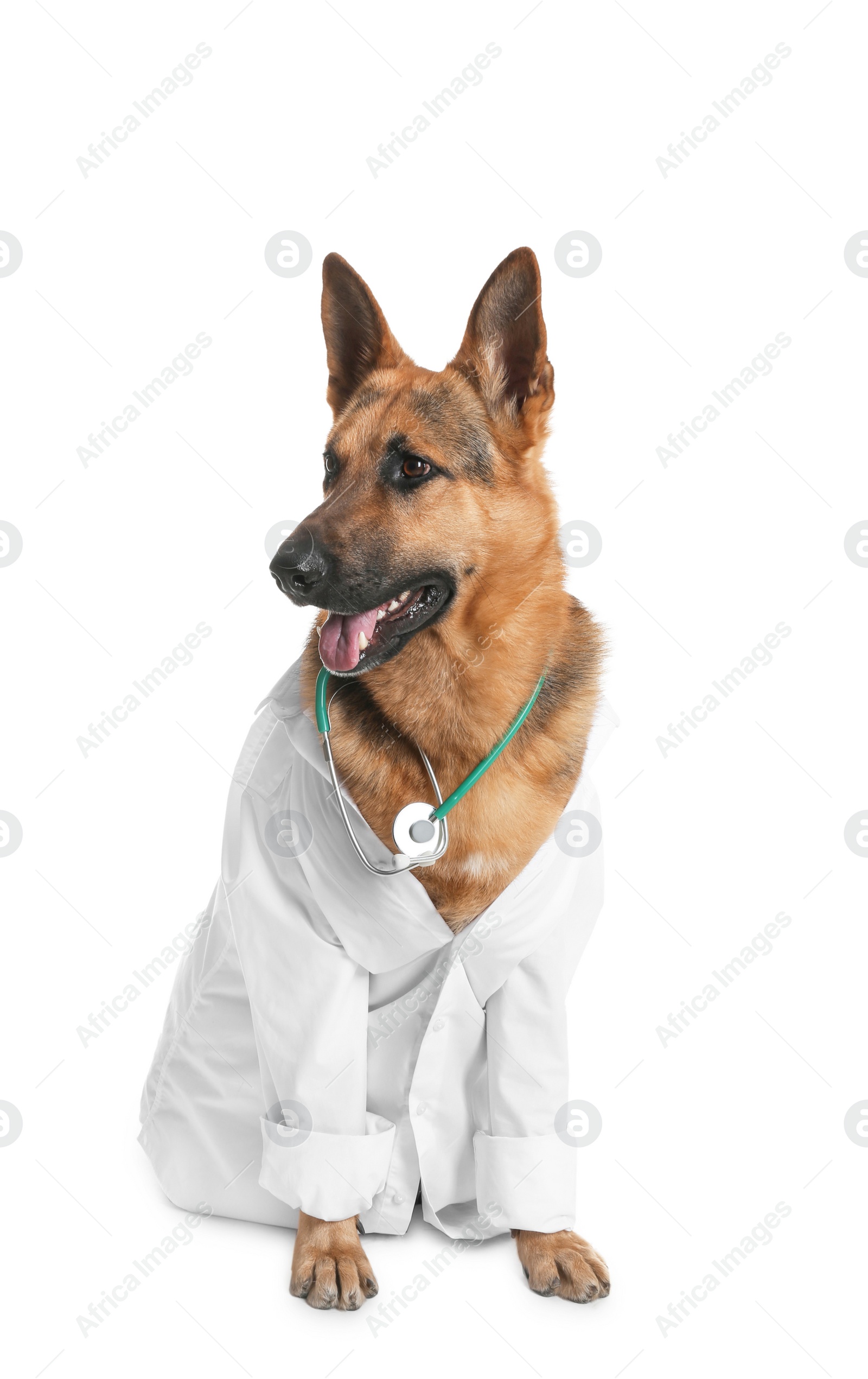 Photo of Cute dog in uniform with stethoscope as veterinarian on white background