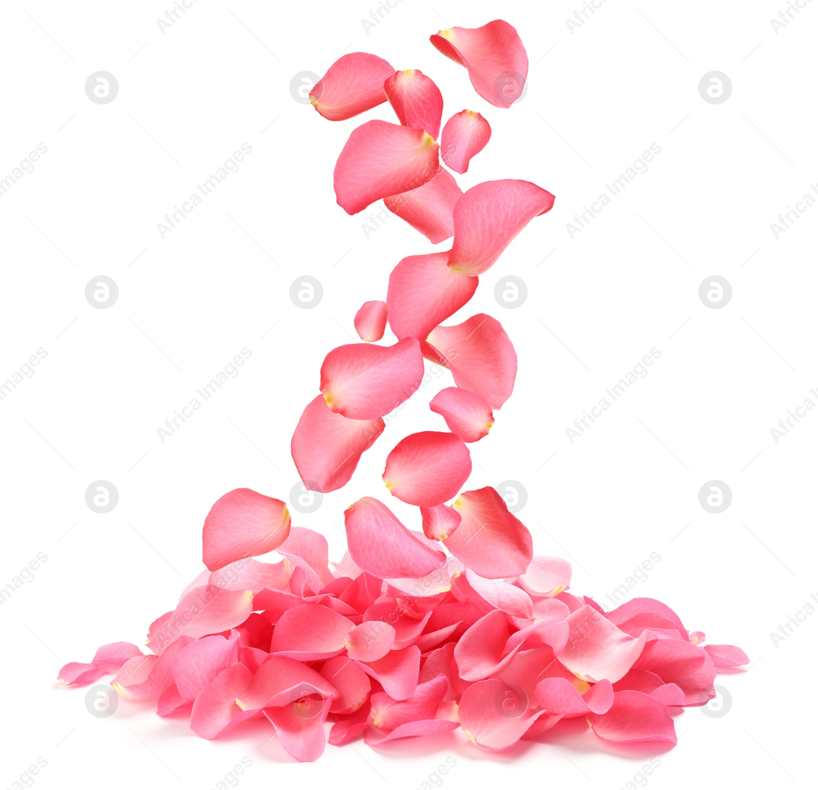 Image of Falling fresh pink rose petals on white background