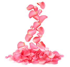 Image of Falling fresh pink rose petals on white background