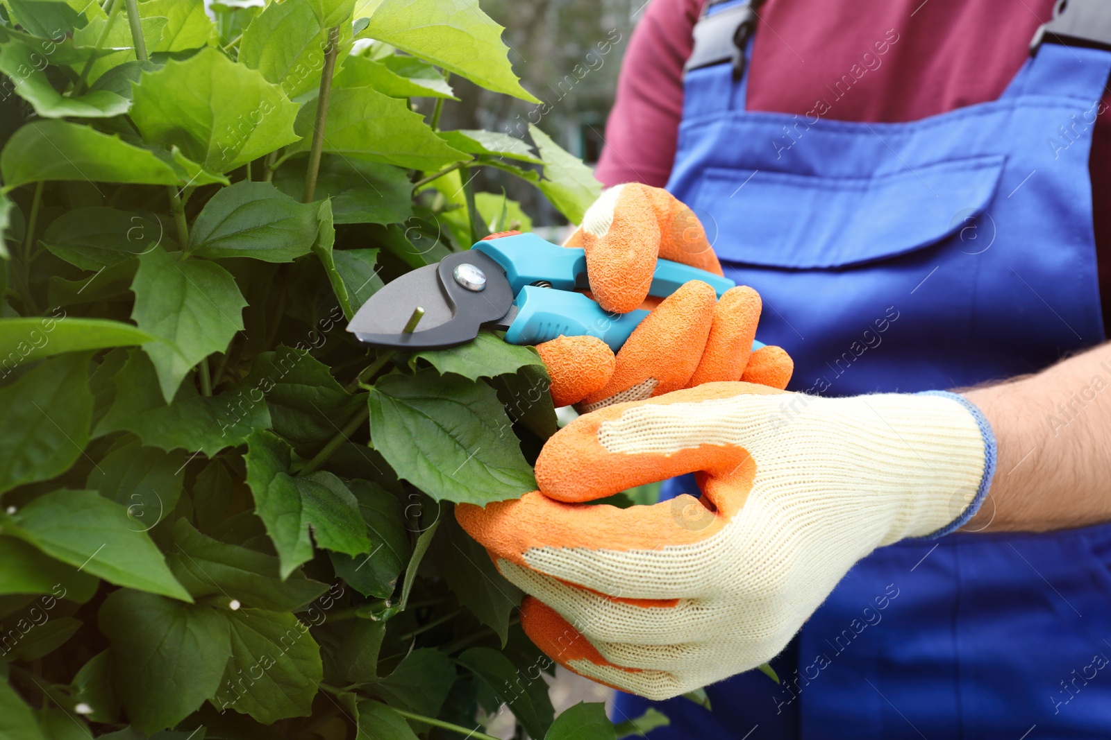 Photo of Worker cutting bush with pruner outdoors, closeup. Gardening tool