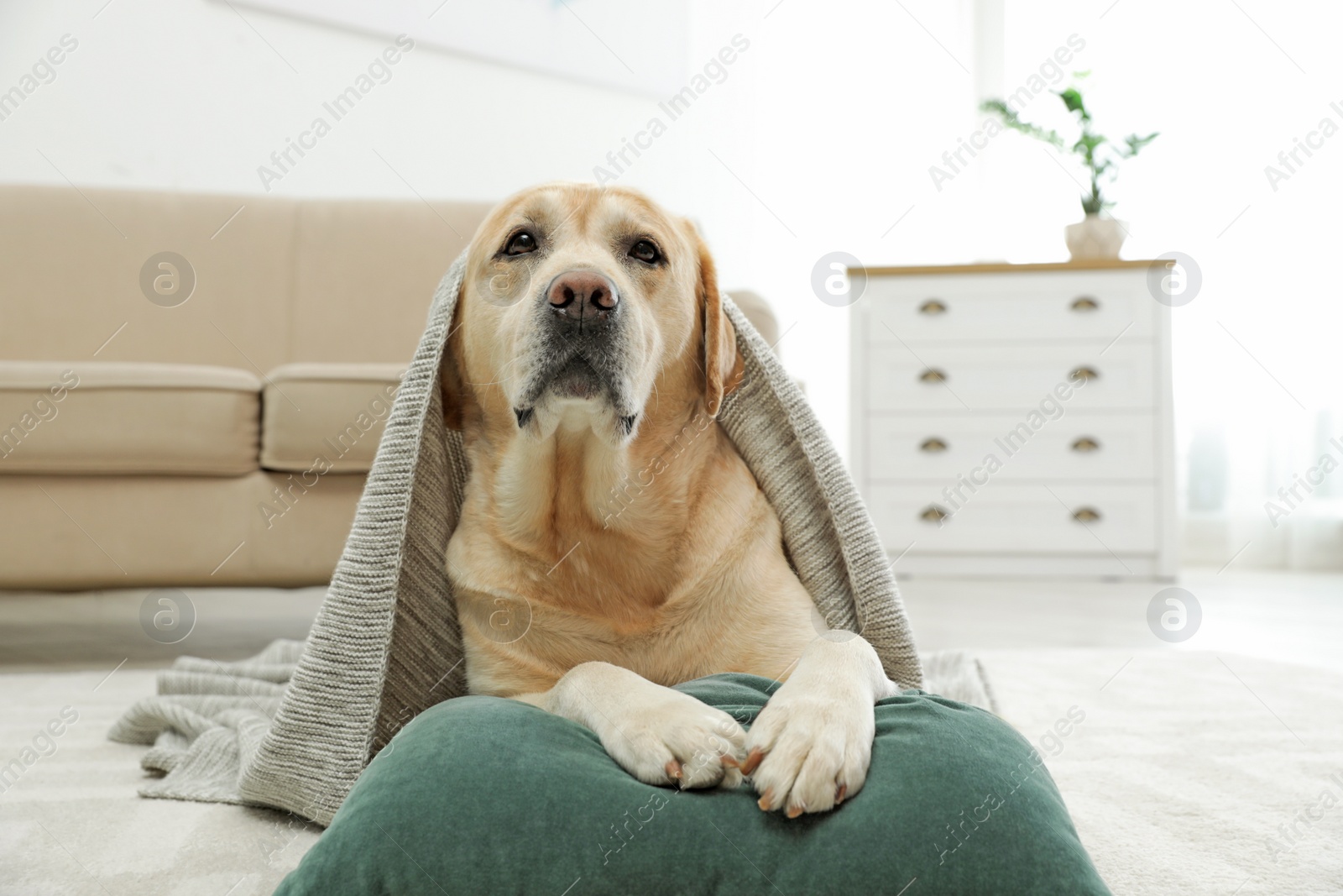 Photo of Yellow labrador retriever with pillow lying on floor indoors