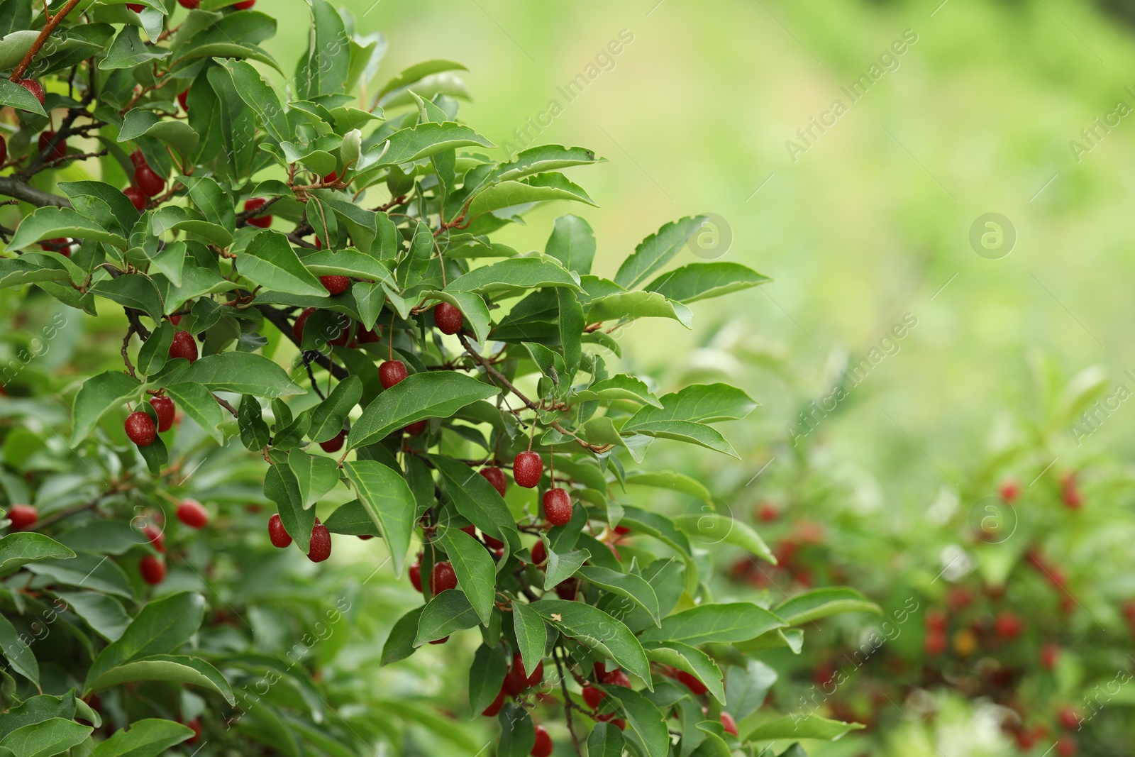 Photo of Goumi berry shrub growing outdoors, space for text