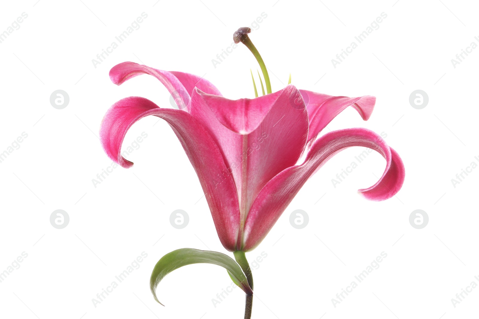 Photo of Beautiful pink lily flower isolated on white