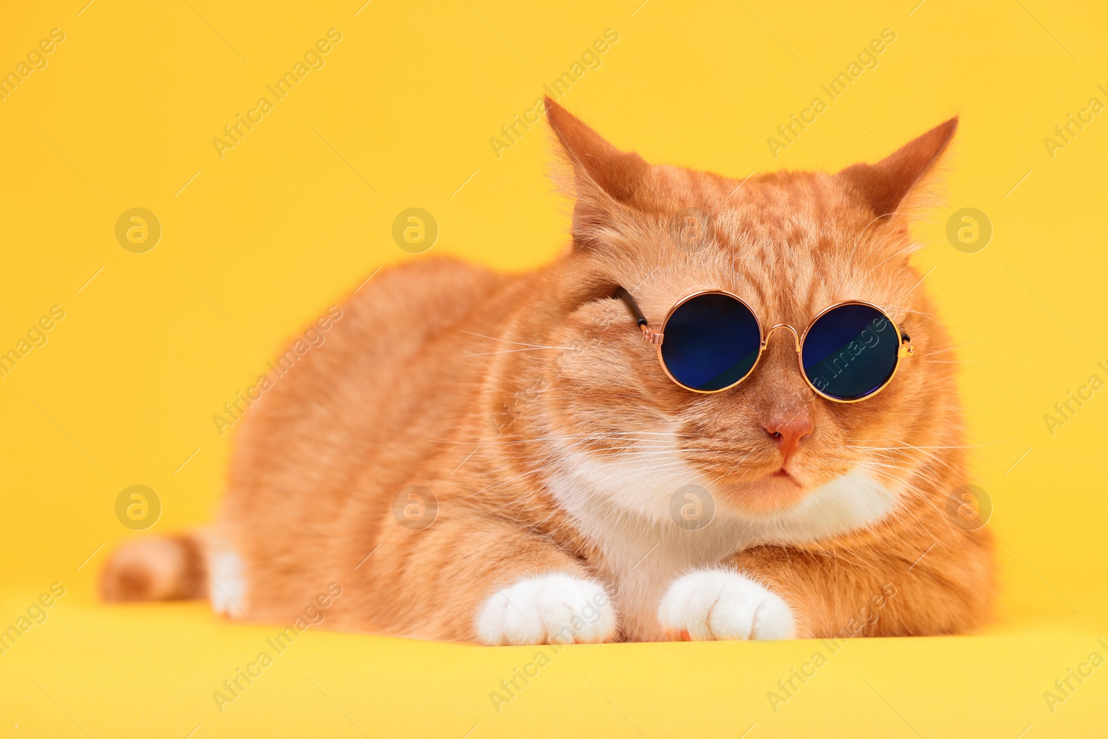 Photo of Cute ginger cat in stylish sunglasses on yellow background