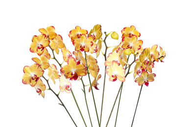 Set of beautiful tropical orchid flowers on white background