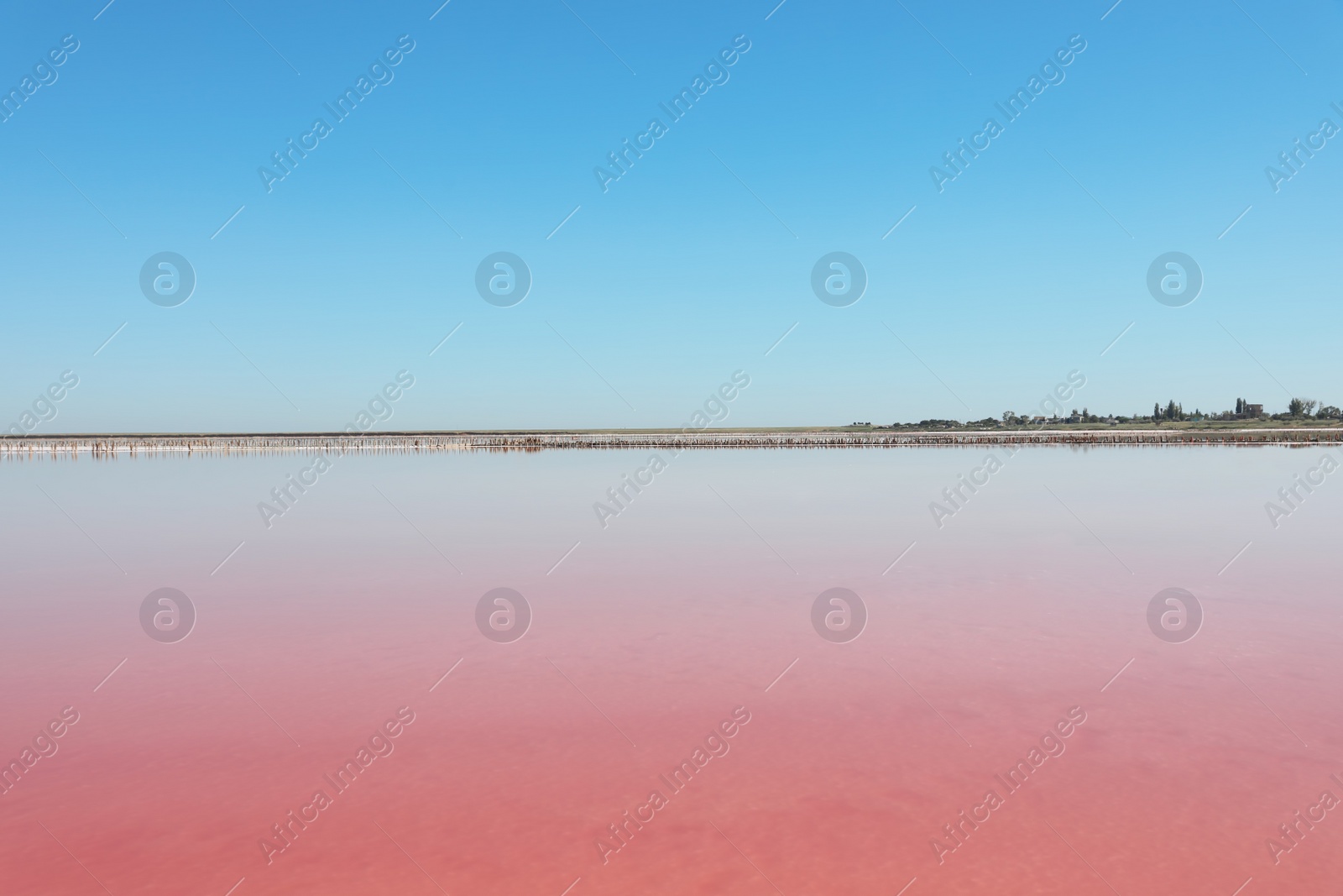 Photo of Beautiful view of pink lake on summer day