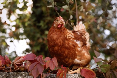 Photo of Beautiful chicken on stone fence in farmyard. Domestic animal