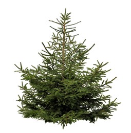 Image of Beautiful fir isolated on white. Christmas tree