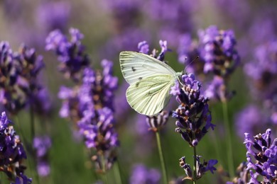 Photo of Beautiful butterfly in lavender field on summer day, closeup
