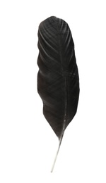 Photo of Feather pen on white background, top view