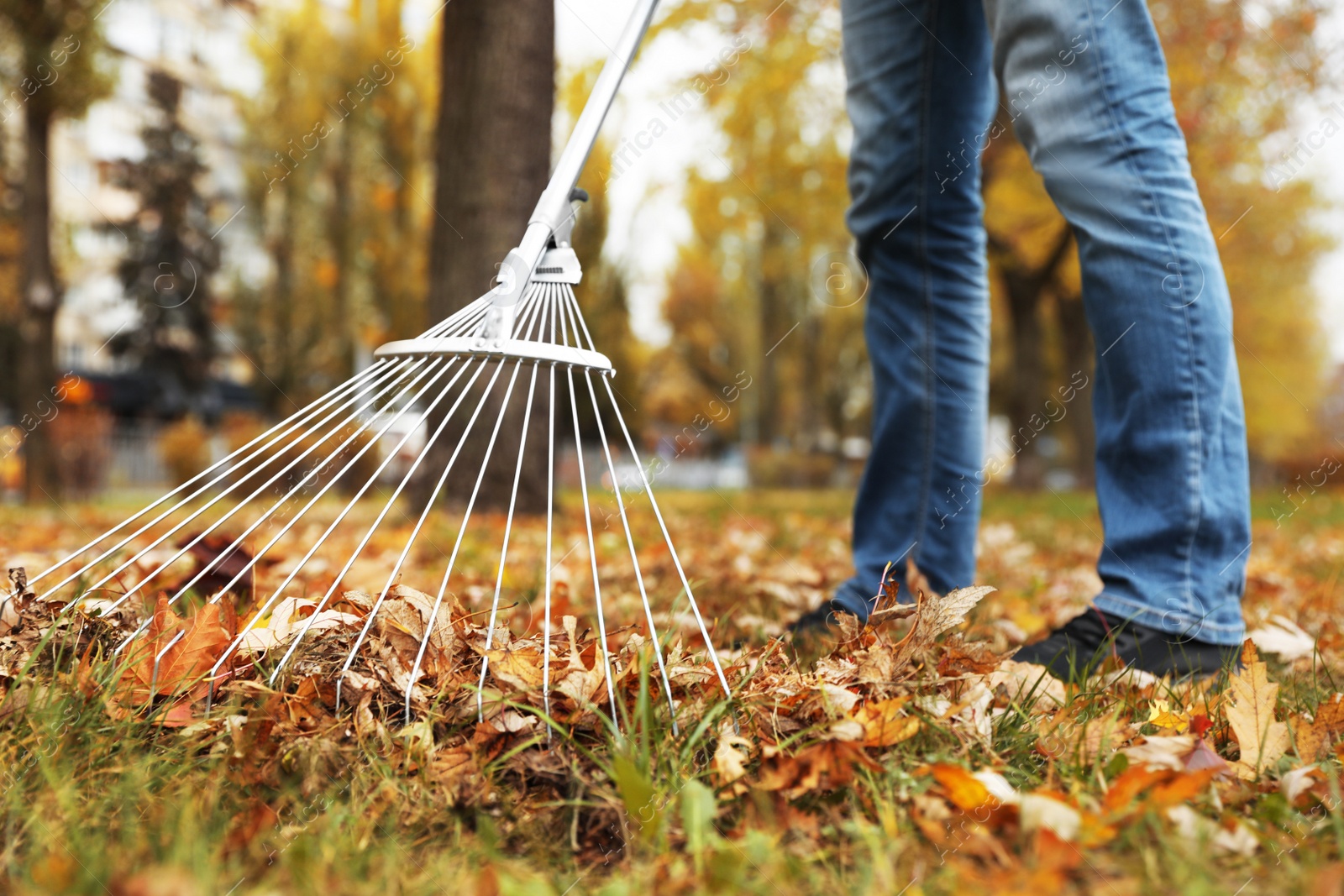 Photo of Person raking dry leaves outdoors on autumn day, closeup