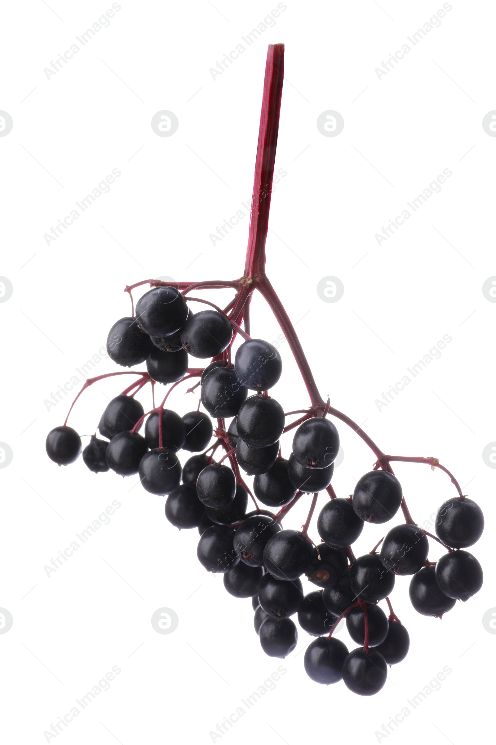 Photo of Bunch of black elderberries (Sambucus) on white background