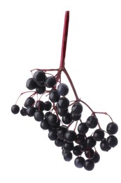 Bunch of black elderberries (Sambucus) on white background