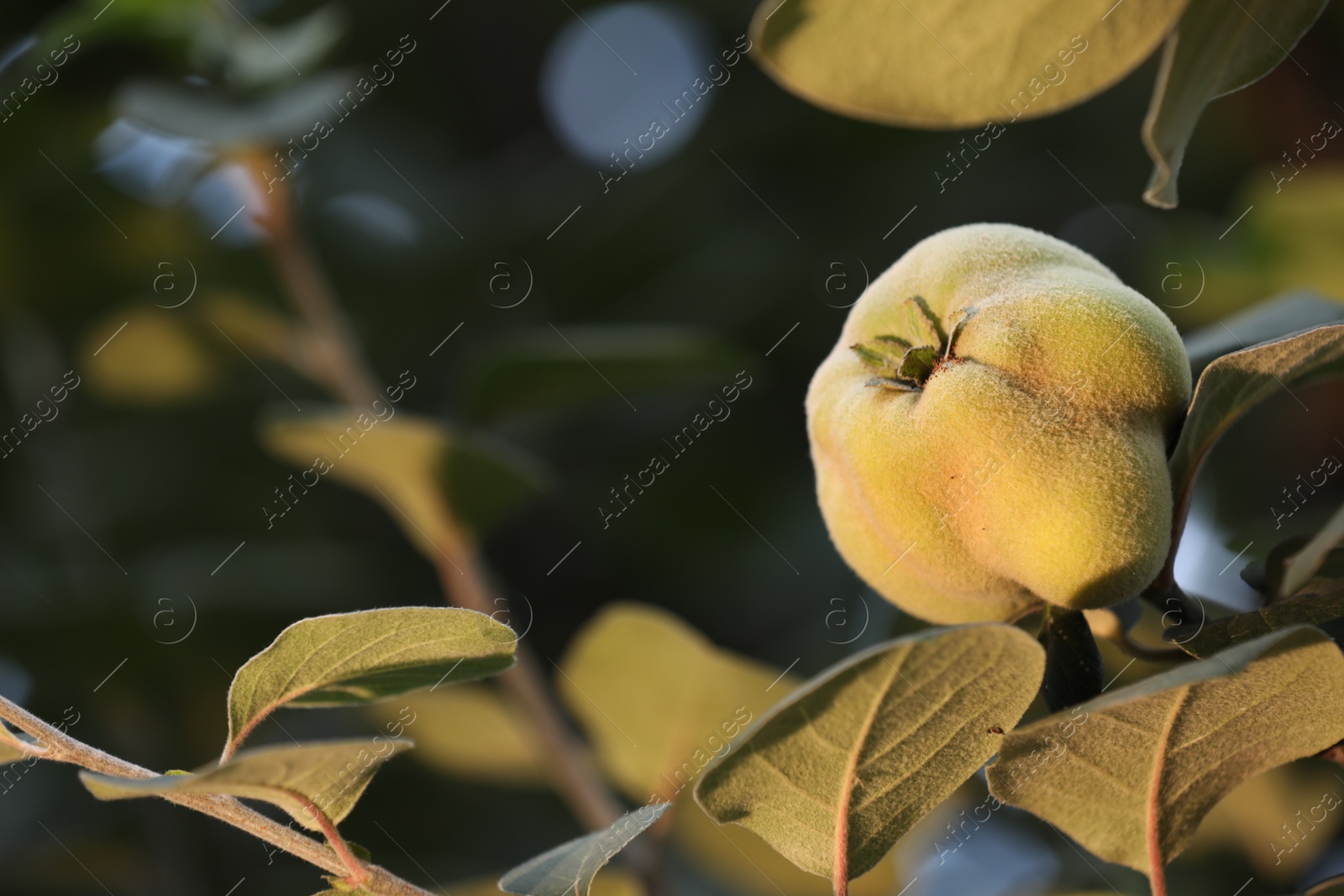 Photo of Quince tree branch with fruit outdoors, closeup