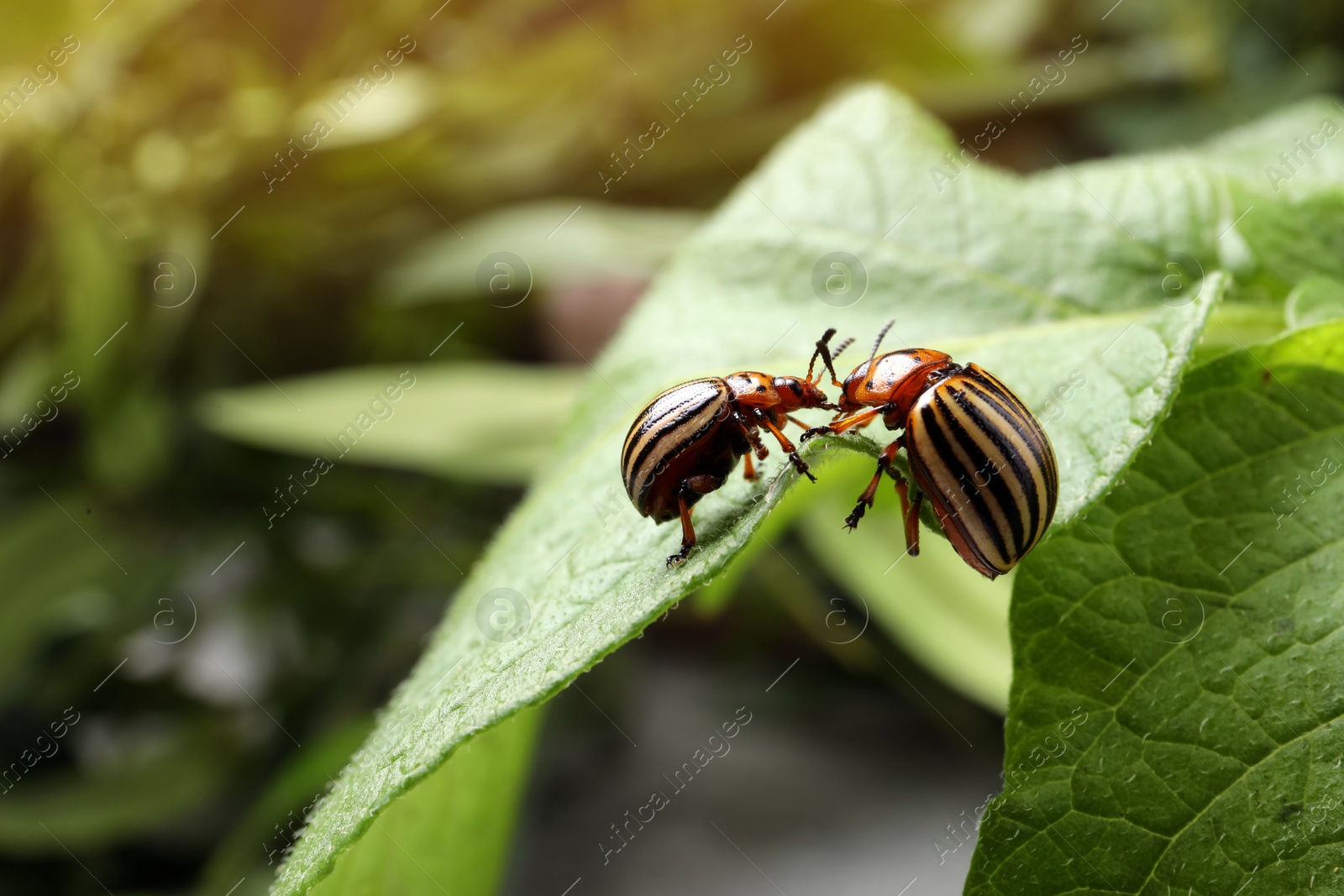 Photo of Colorado potato beetles on green plant outdoors, closeup