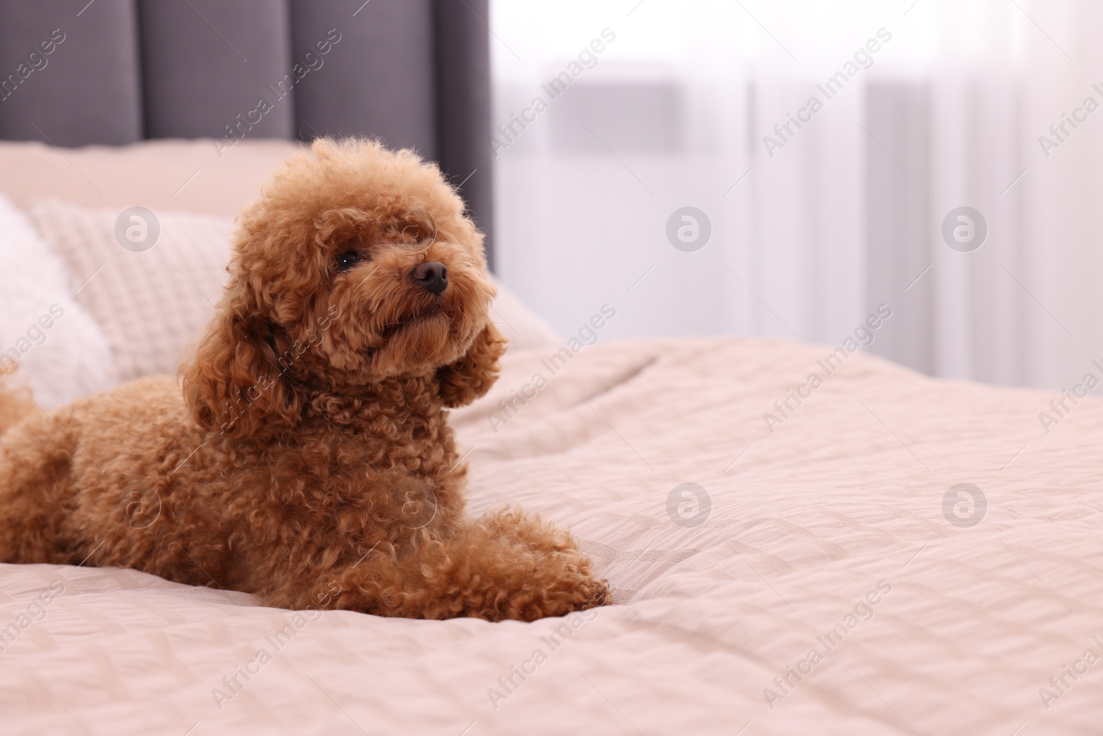 Photo of Cute Maltipoo dog on soft bed at home, space for text. Lovely pet