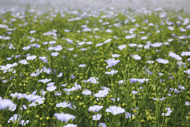 Photo of Beautiful view of blooming flax field on summer day