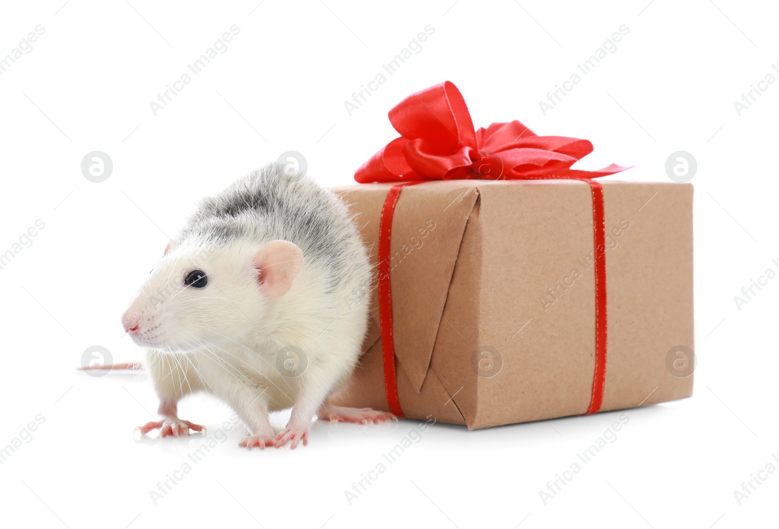 Photo of Cute little rat and gift box on white background. Chinese New Year symbol