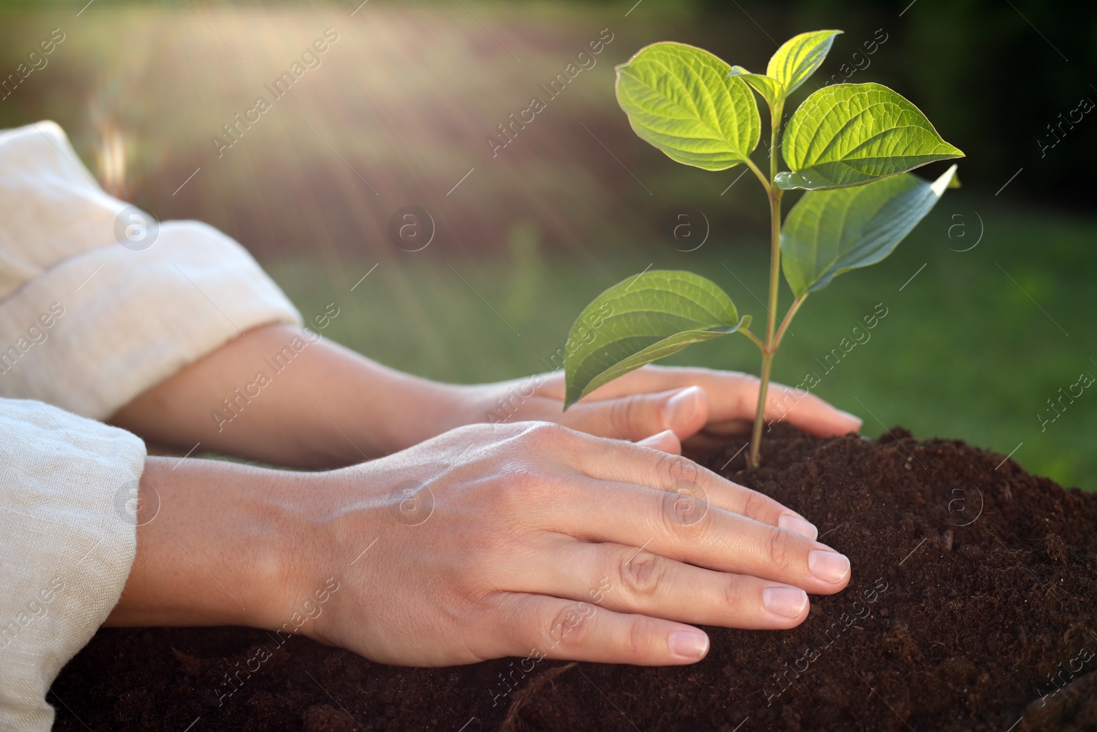 Photo of Woman planting tree seedling in soil outdoors, closeup