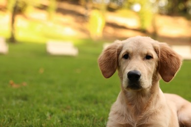 Photo of Cute Labrador Retriever puppy on green grass in park, space for text