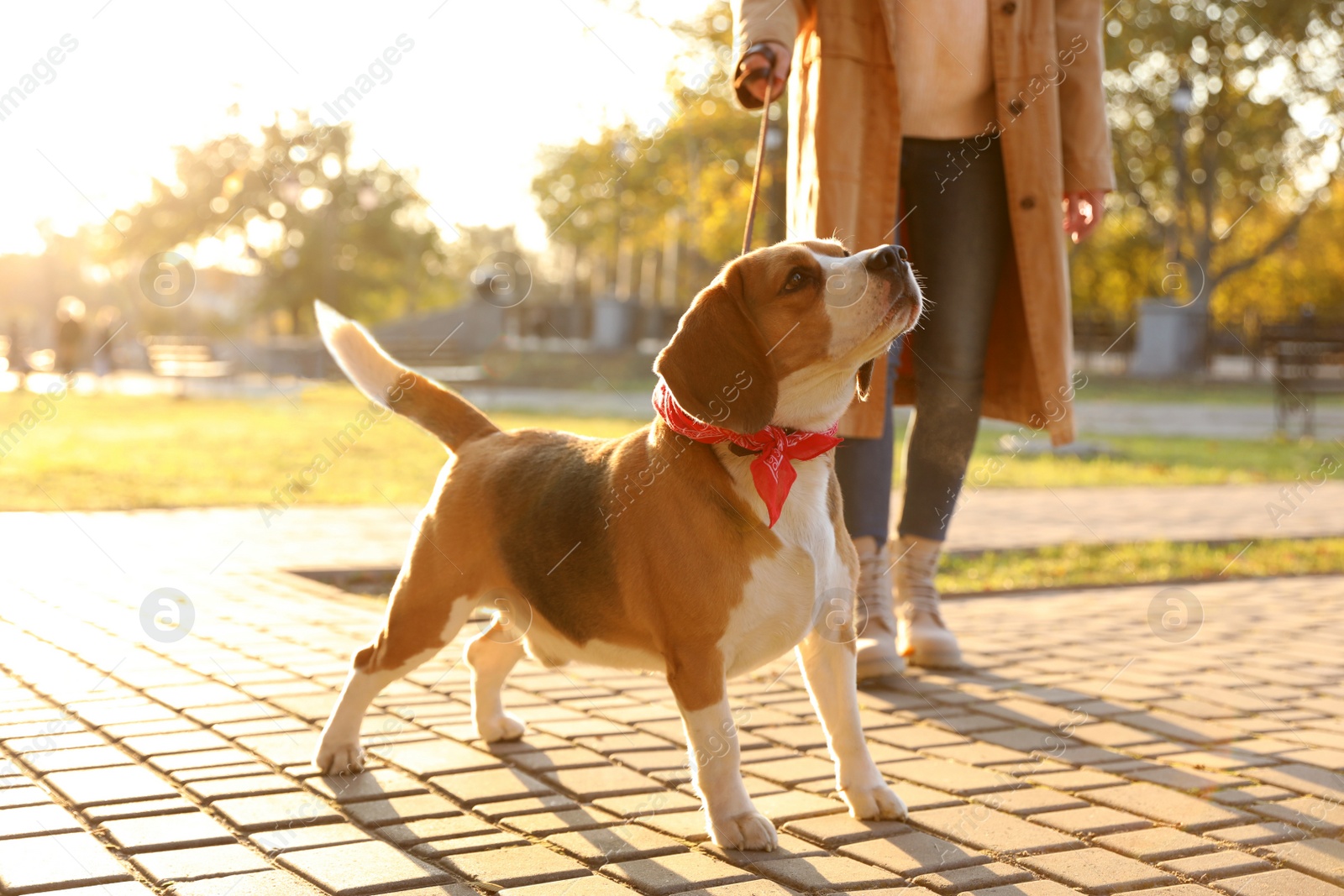 Photo of Woman walking her cute Beagle dog in autumn park, closeup