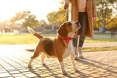 Woman walking her cute Beagle dog in autumn park, closeup