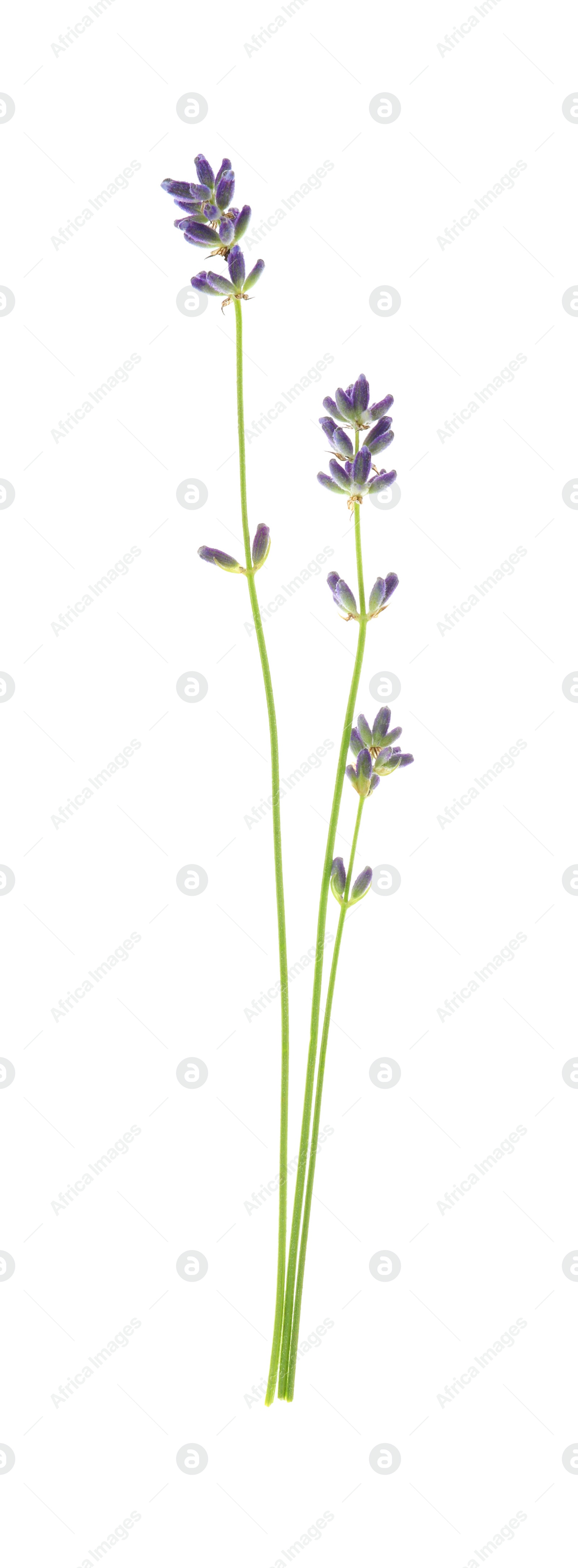 Photo of Beautiful fresh lavender flowers isolated on white