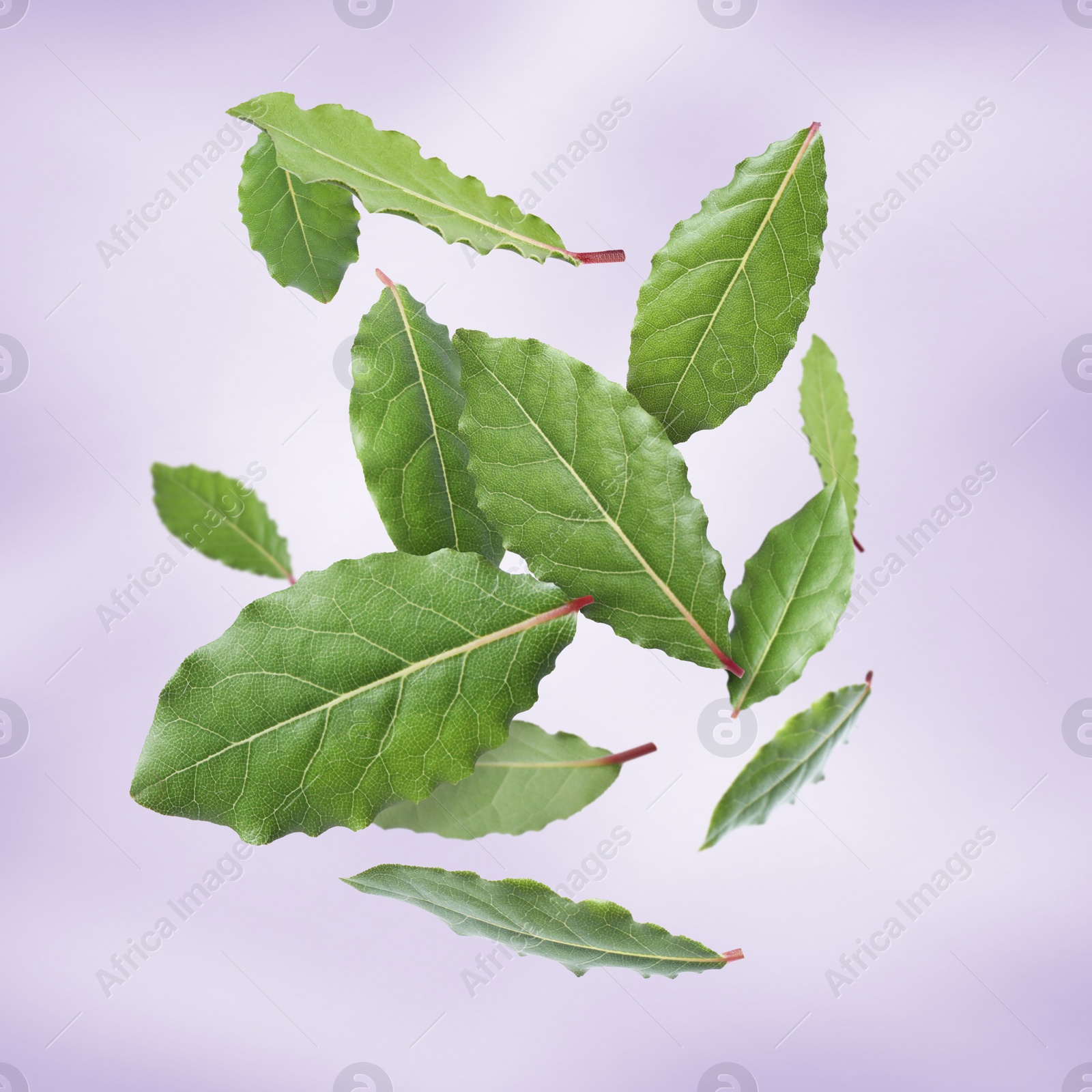 Image of Fresh bay leaves falling on violet background