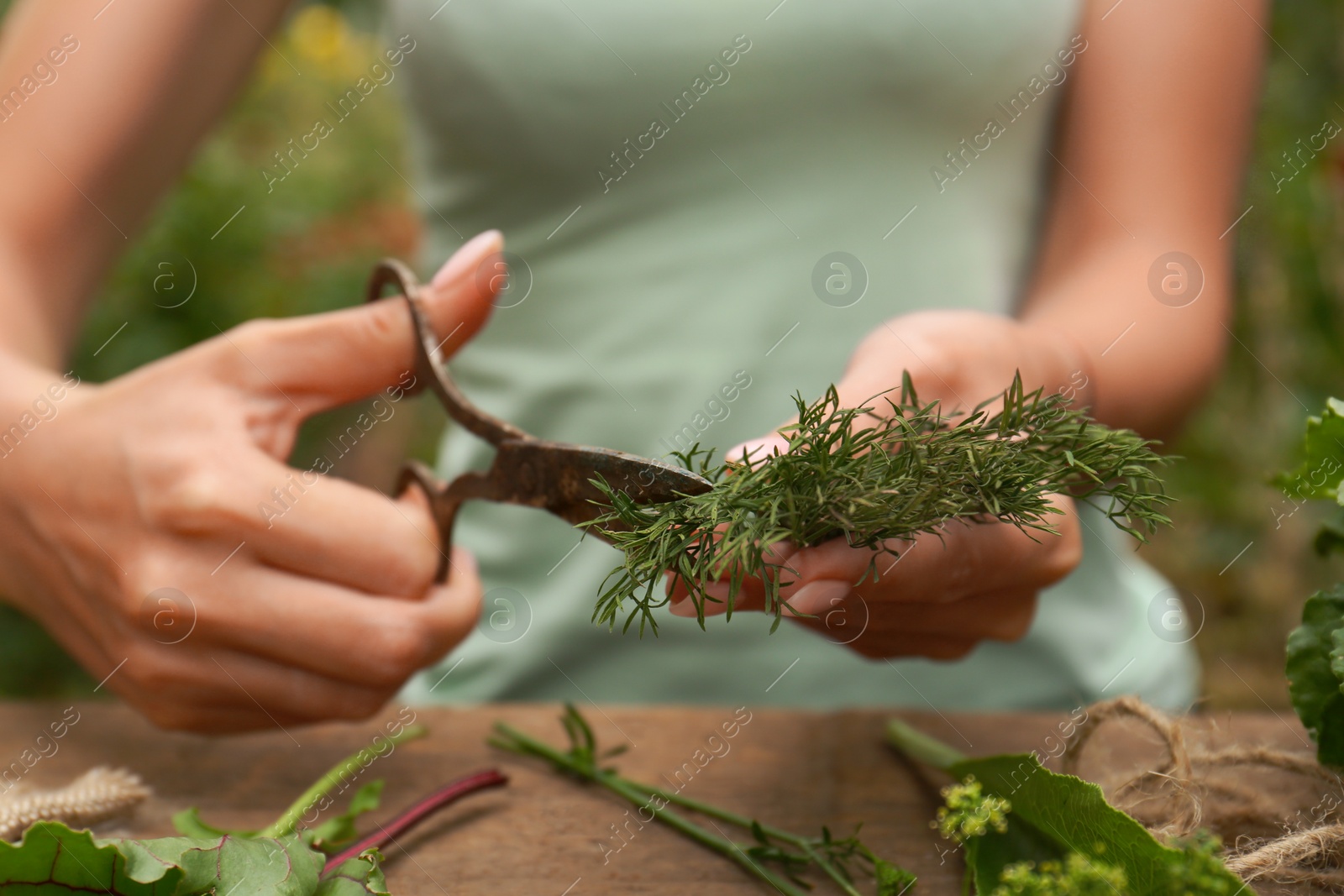 Photo of Woman cutting fresh green dill with scissors outdoors, closeup