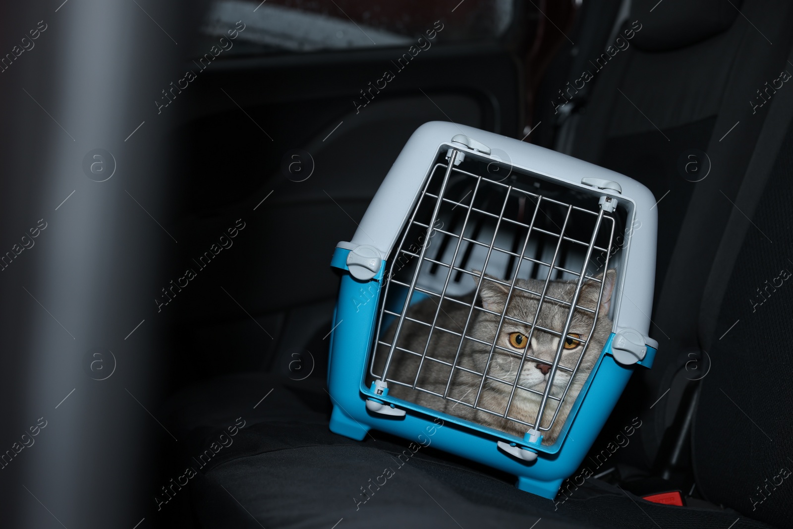 Photo of Travel with pet. Cute cat in carrier inside car