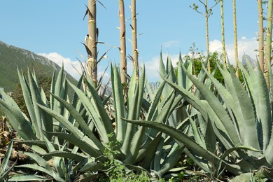 Photo of Beautiful Agave plant growing outdoors on sunny day