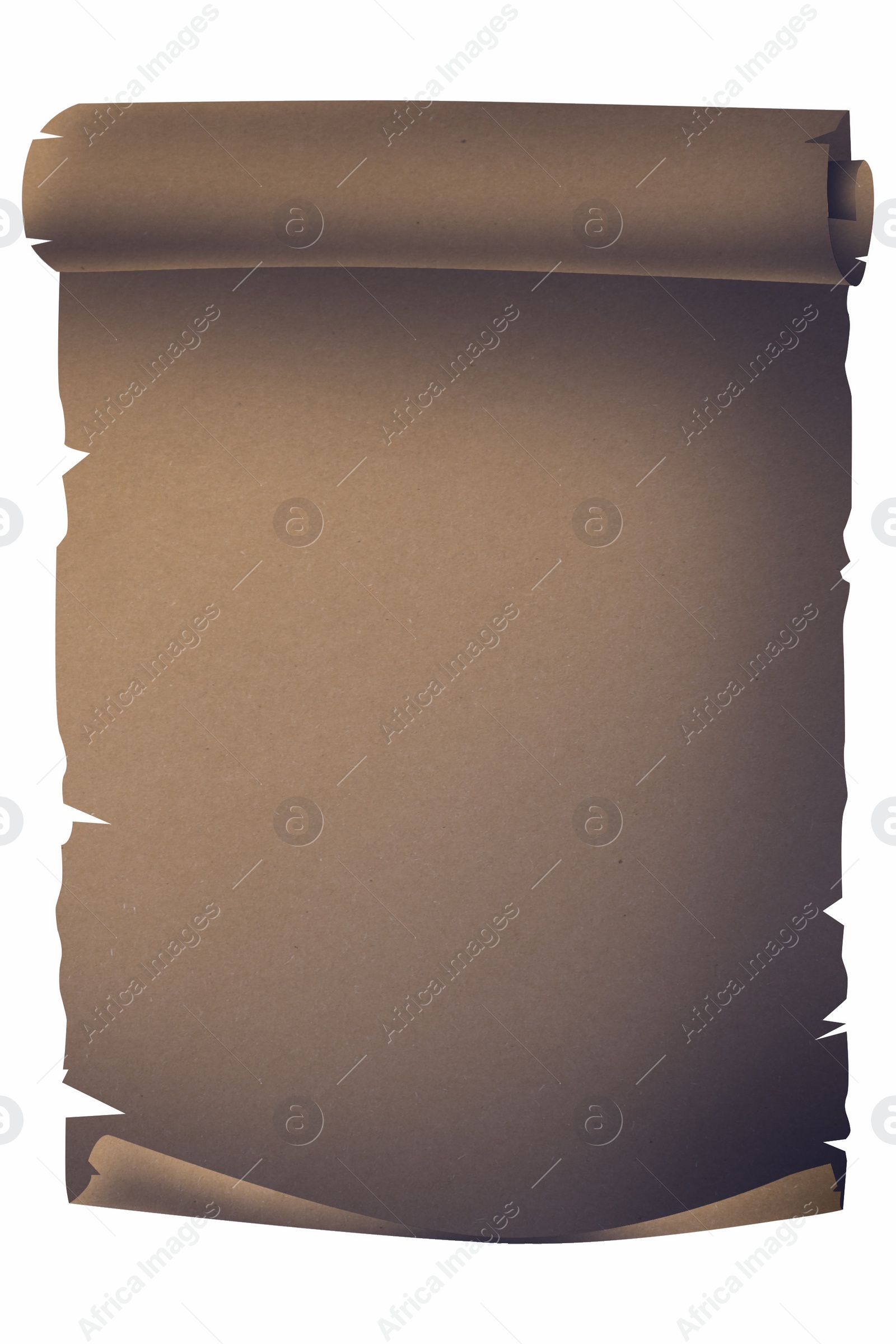 Illustration of Sheet of old parchment scroll on white background, space for design. Illustration