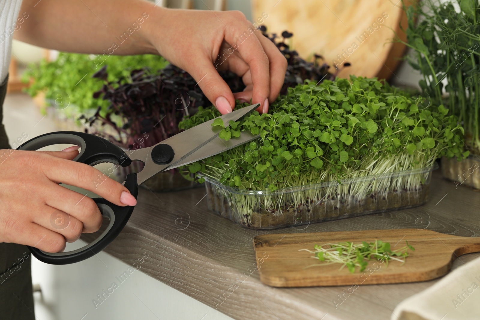 Photo of Woman with scissors cutting fresh microgreens at countertop in kitchen, closeup