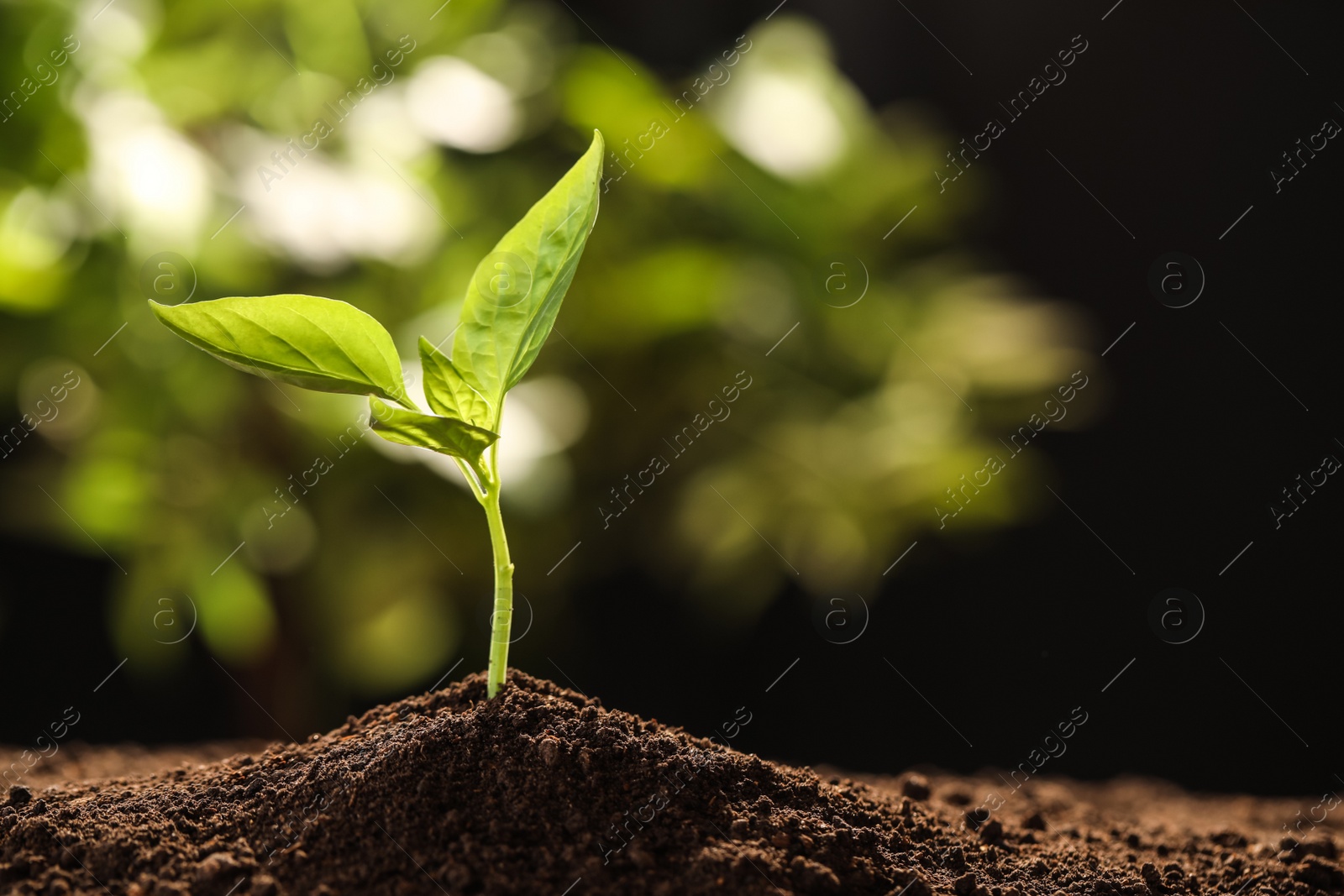 Photo of Young seedling in soil on blurred background, space for text