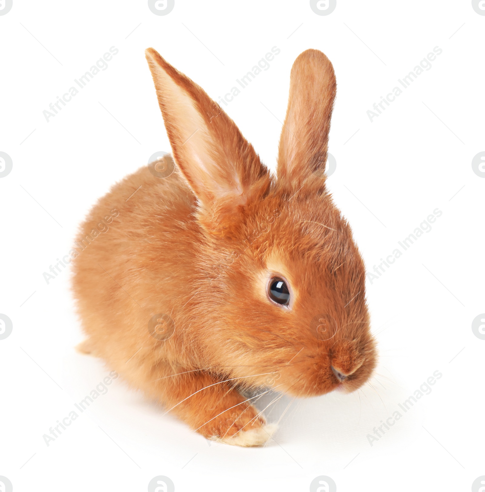 Photo of Adorable fluffy bunny rabbit on white background