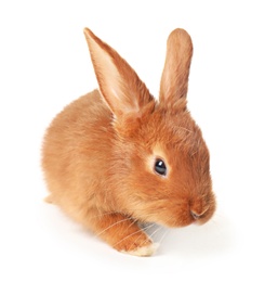 Photo of Adorable fluffy bunny rabbit on white background