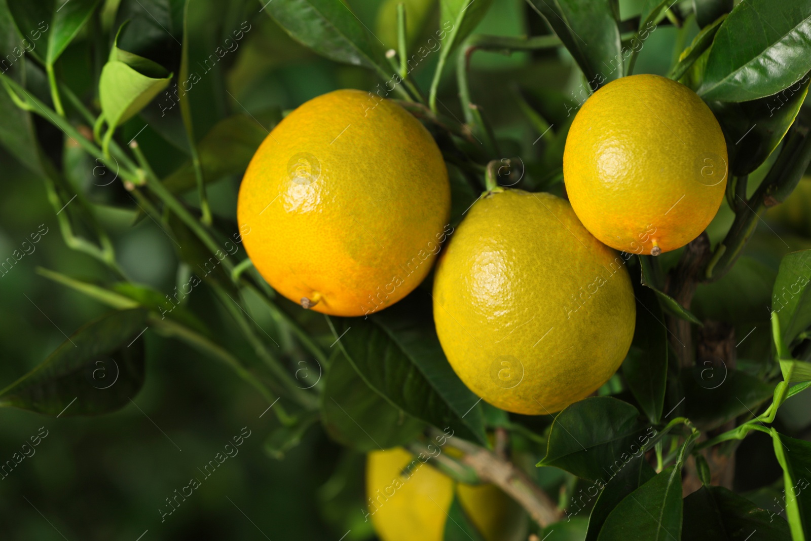 Photo of Closeup view of lemon tree with ripe fruits outdoors