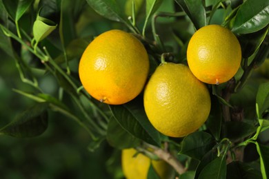 Photo of Closeup view of lemon tree with ripe fruits outdoors