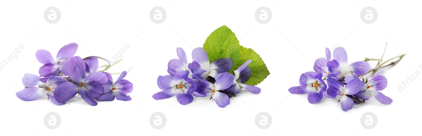 Image of Set with beautiful wood violets on white background, banner design. Spring flowers