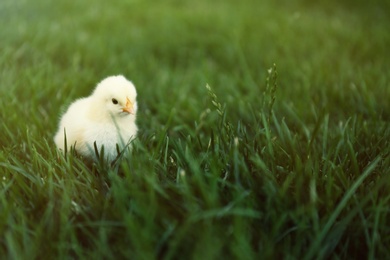 Cute fluffy baby chicken on green grass outdoors. Farm animal