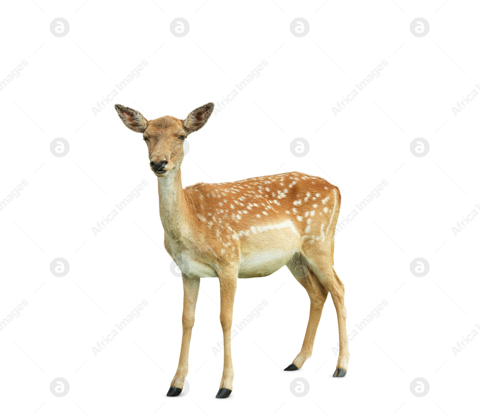 Image of Beautiful deer on white background. Wild animal