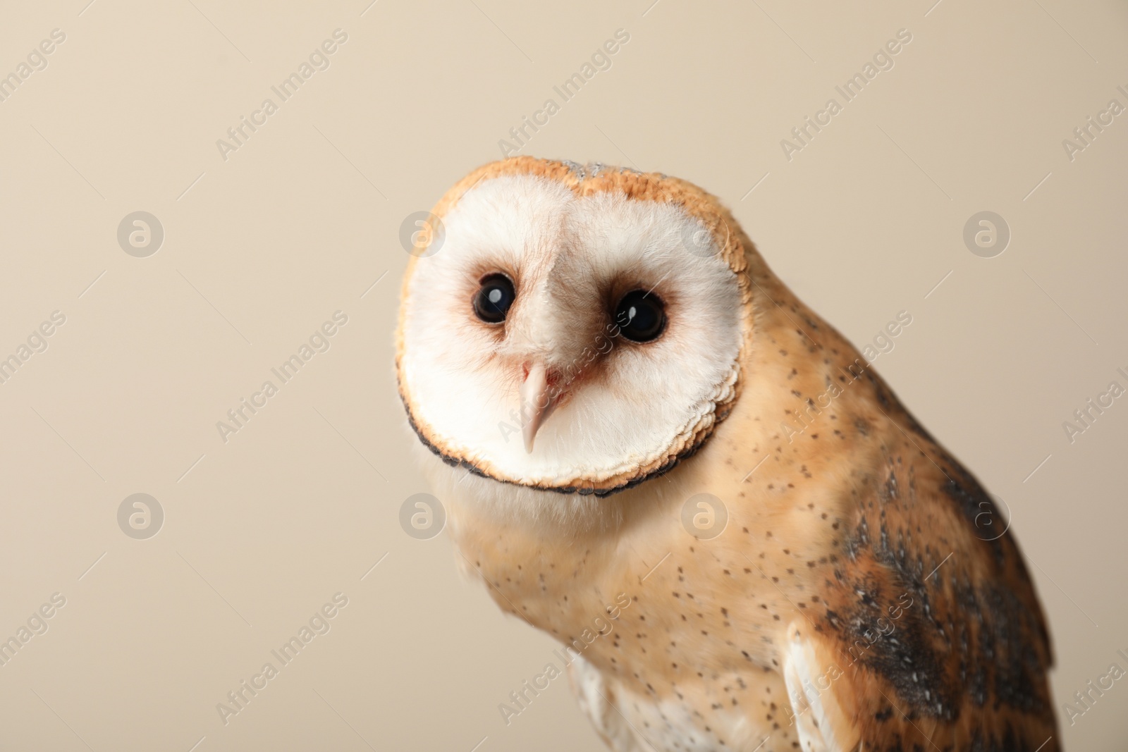 Photo of Beautiful common barn owl on beige background, closeup