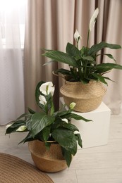 Stylish interior design with beautiful plants in pots