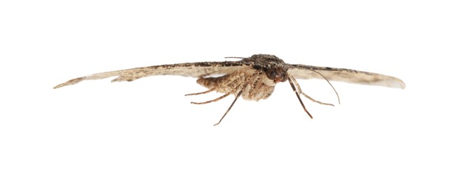 Single Alcis repandata moth flying on white background