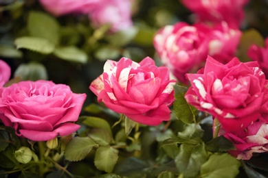 Beautiful blooming roses, closeup