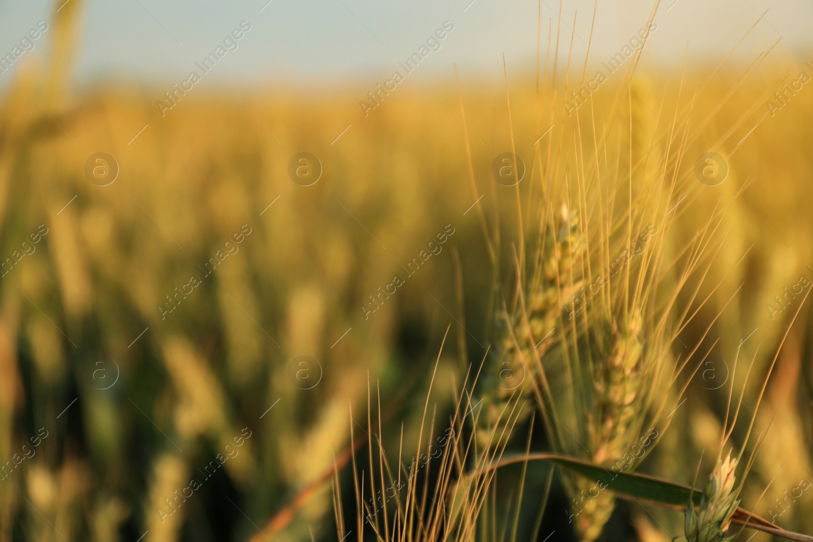 Photo of Wheat field on sunny day. Space for text