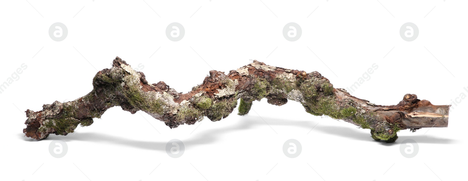 Photo of Dry tree branch with moss isolated on white