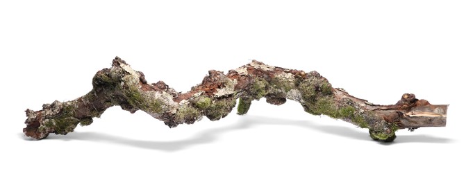 Photo of Dry tree branch with moss isolated on white