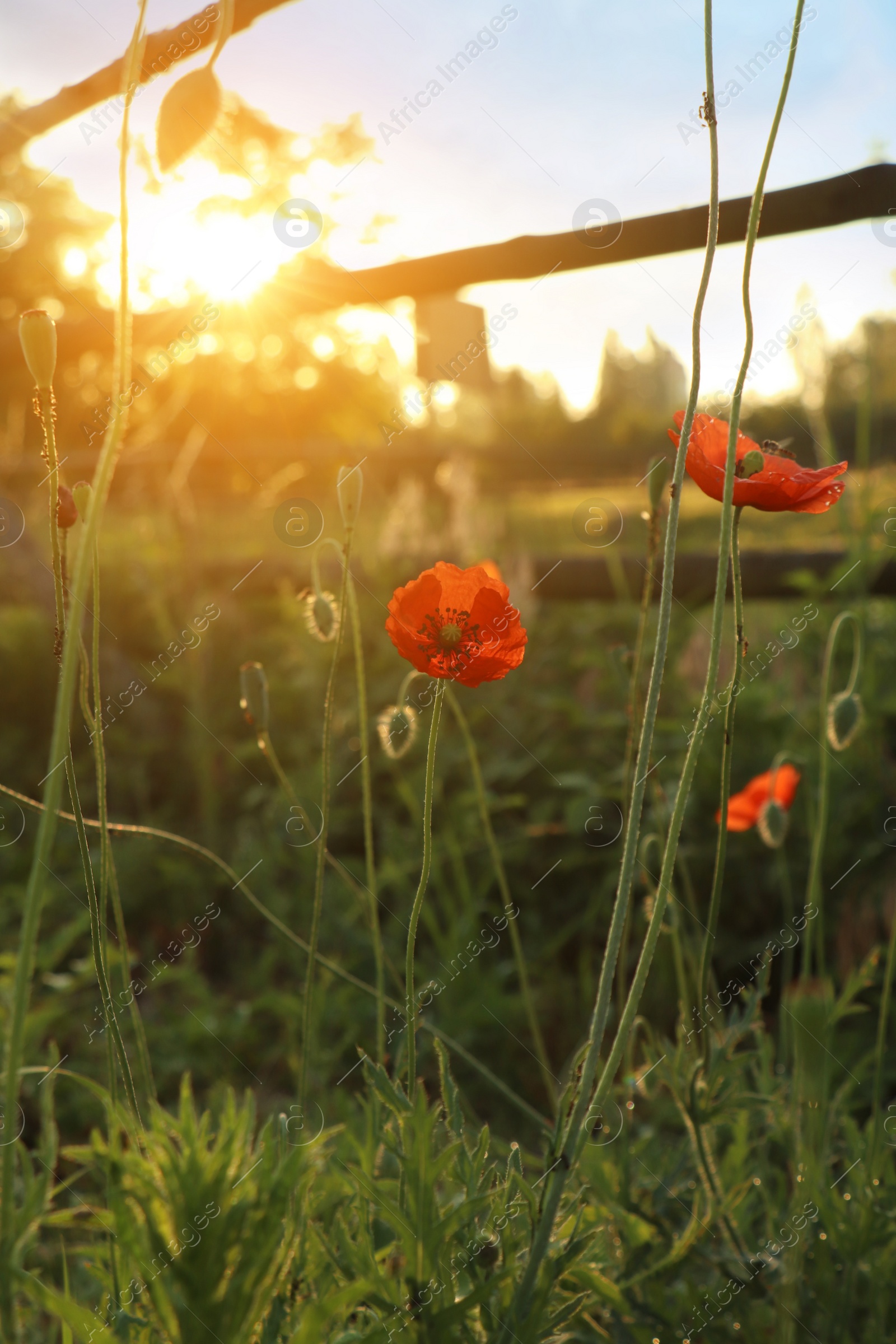 Photo of Picturesque view of countryside with blooming red poppies in morning