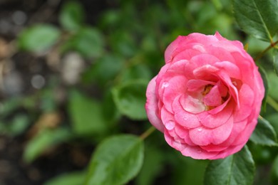 Photo of Beautiful pink rose flower with dew drops in garden, top view
